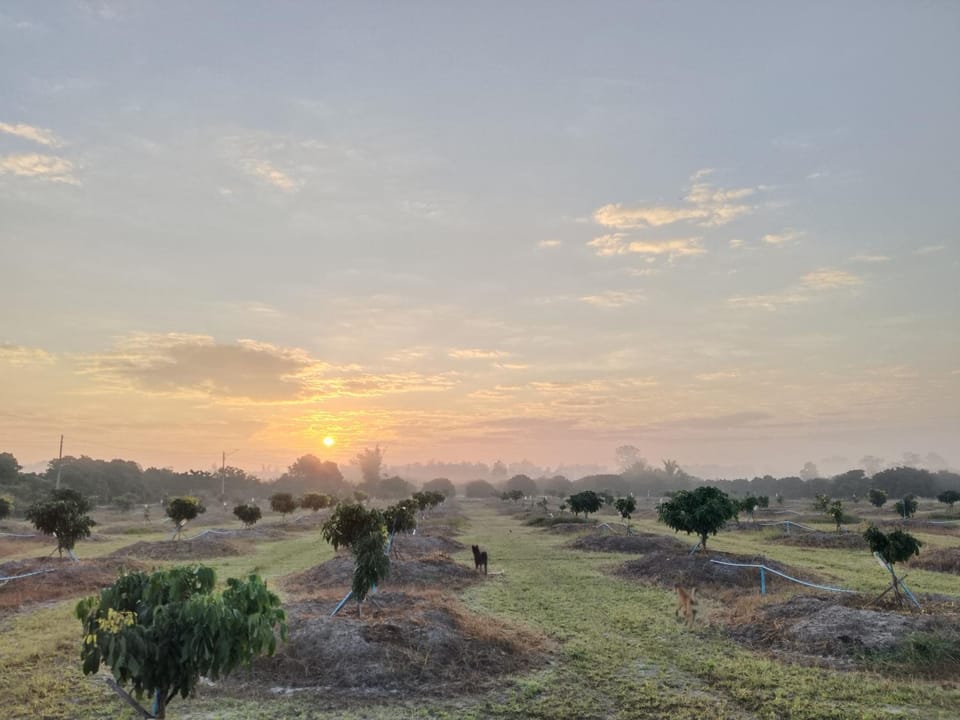 Natural landscape, Garden view, Sunrise