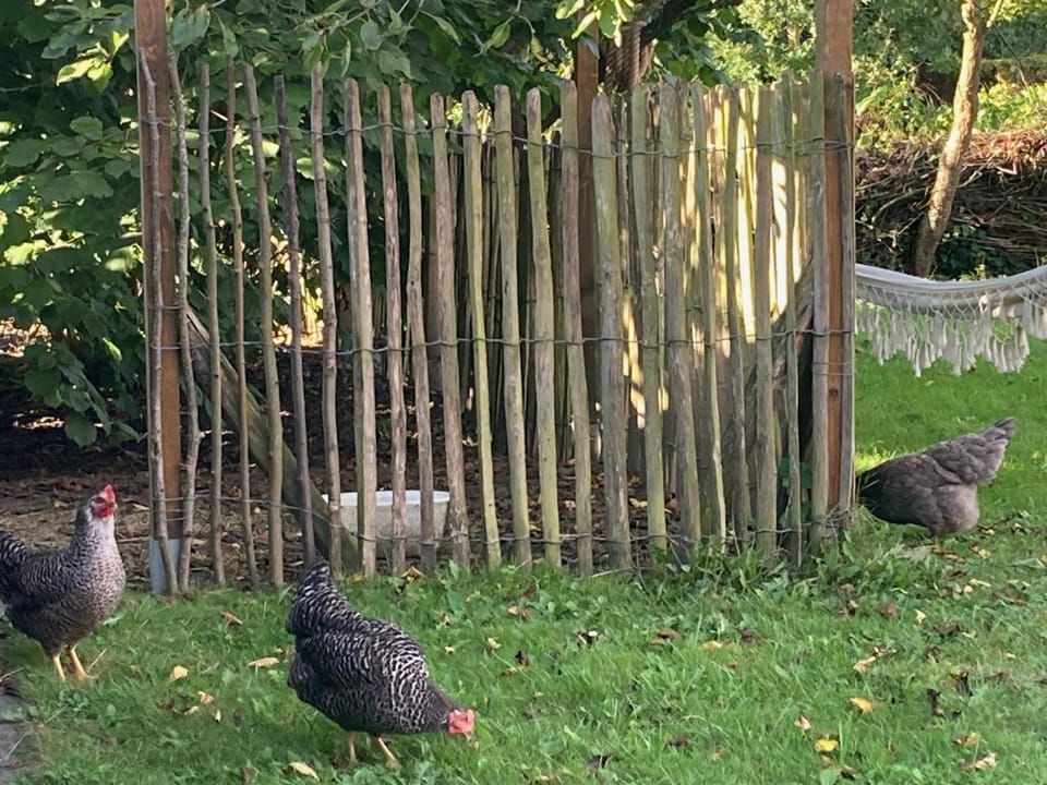 Garden, Animals
