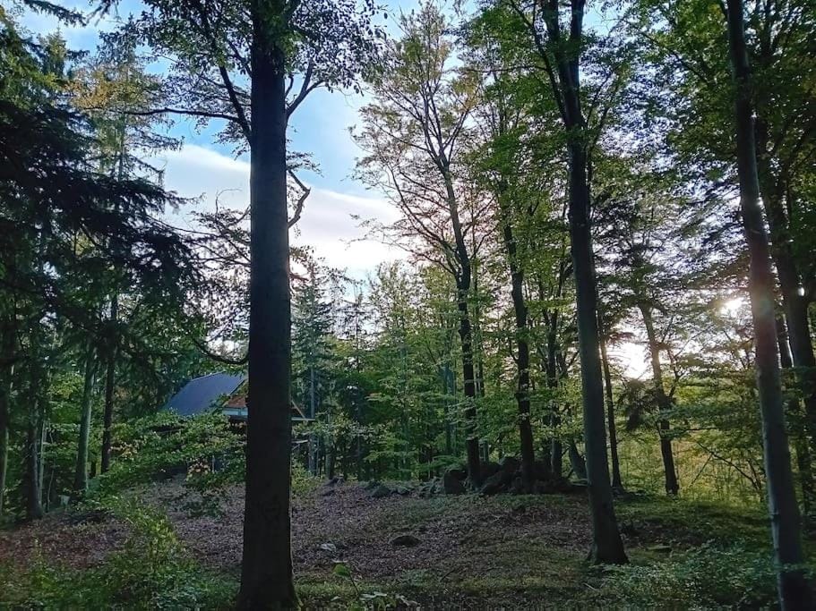 Sekret Bukowego Gaju Apartment in Lower Silesian Voivodeship