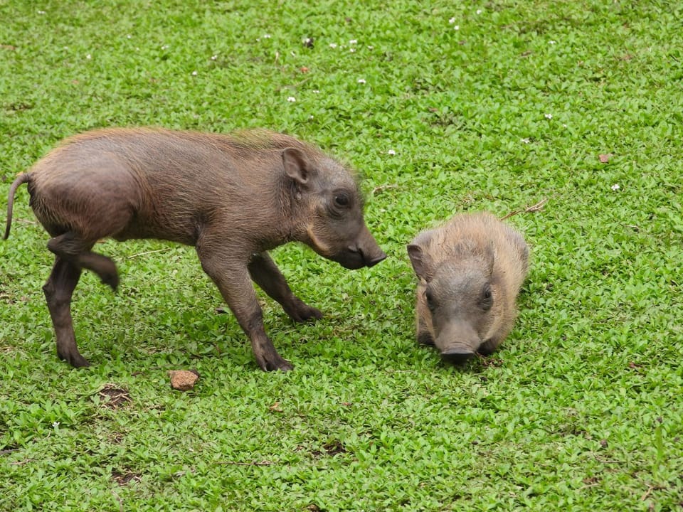 Animals