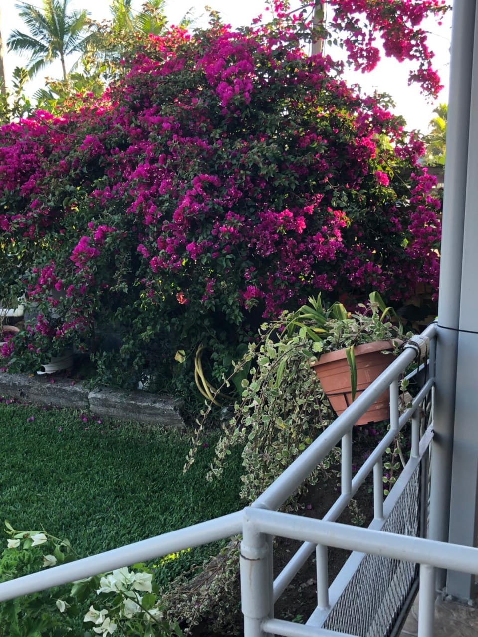 Garden view