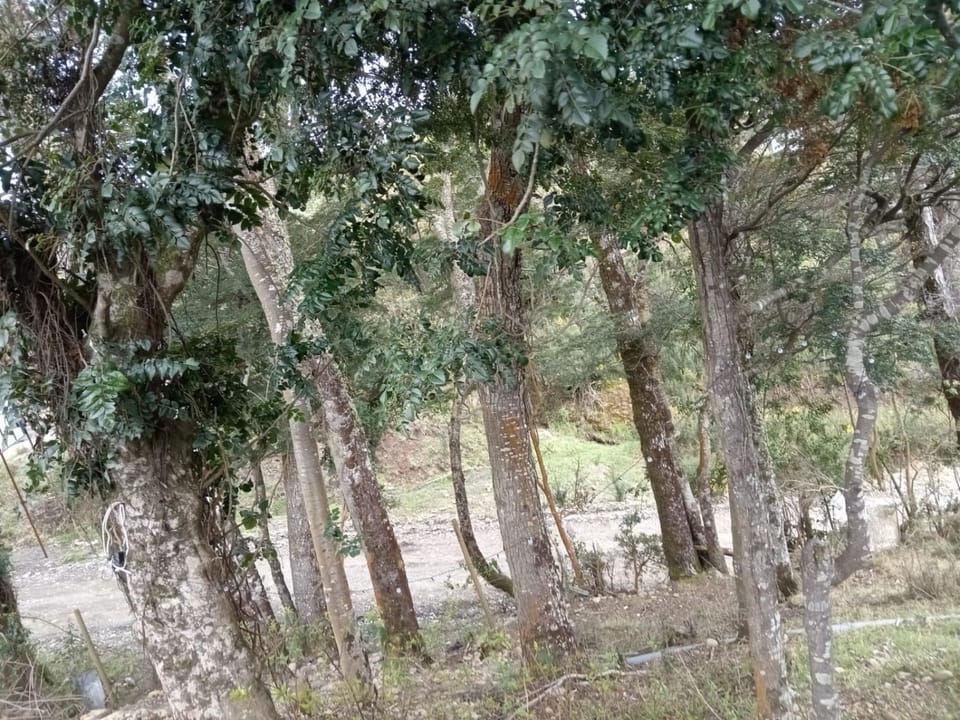 Natural landscape, Garden