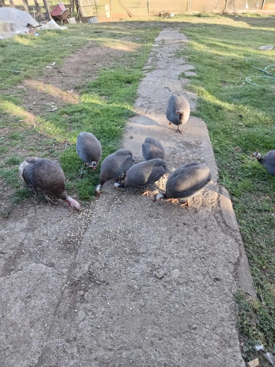 Animals
