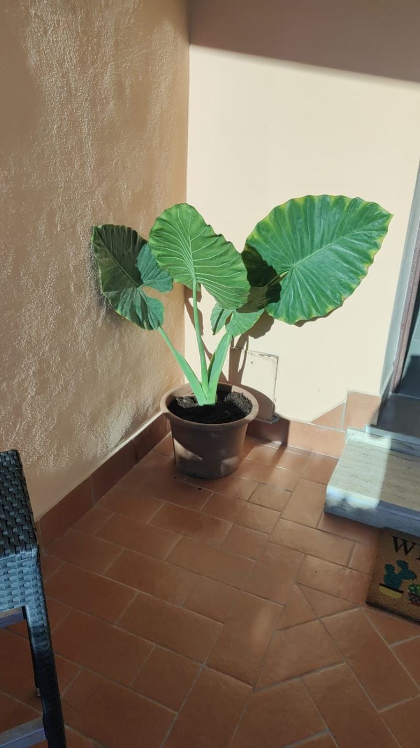 Sleep and Travel Bed and Breakfast in Fiumicino