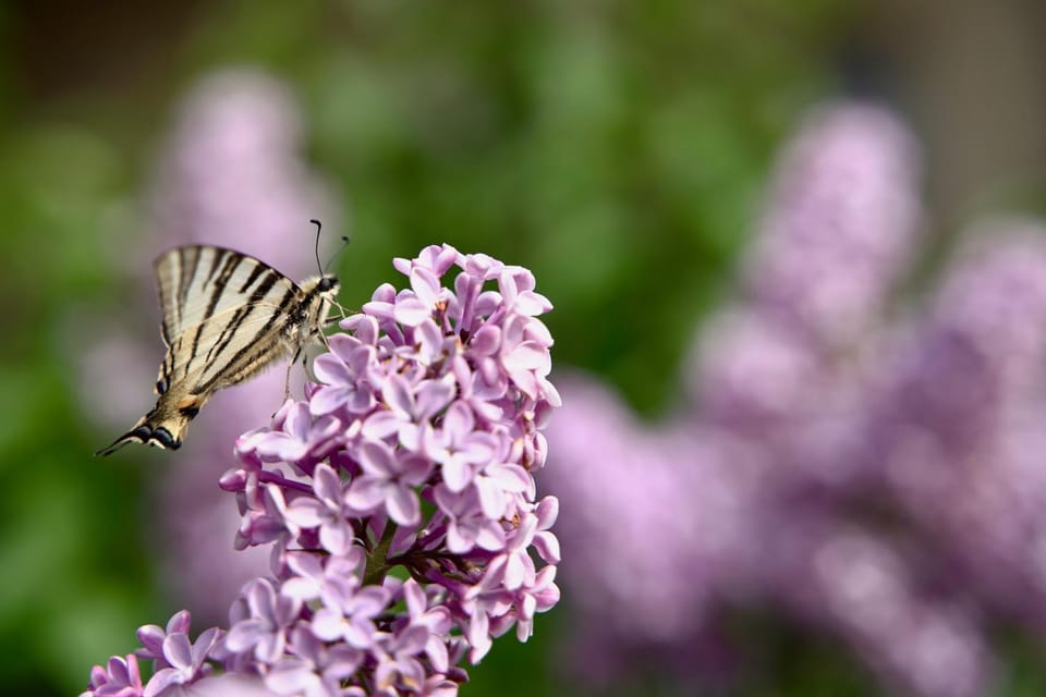 Decorative detail, Floor plan, Garden view