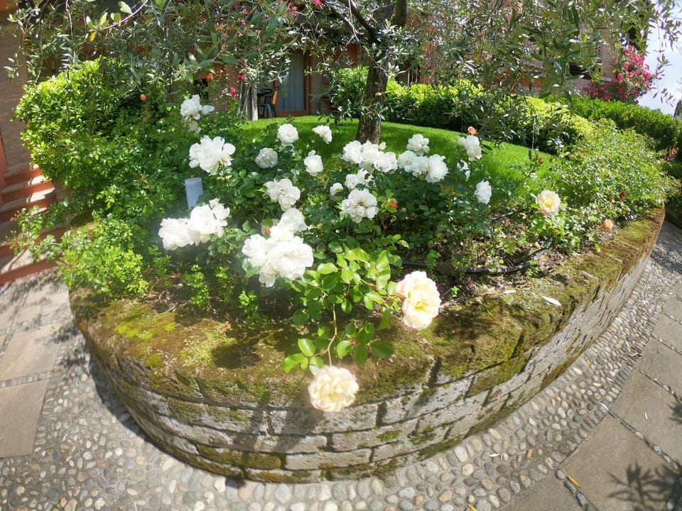 Patio, Garden