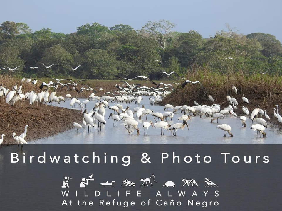 Natural landscape, Activities, Activities, Animals