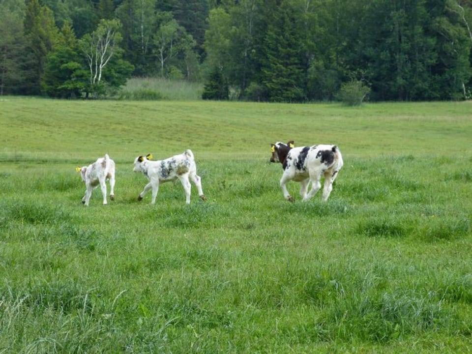 Animals