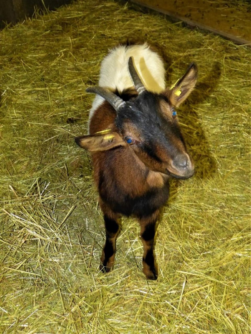 Animals