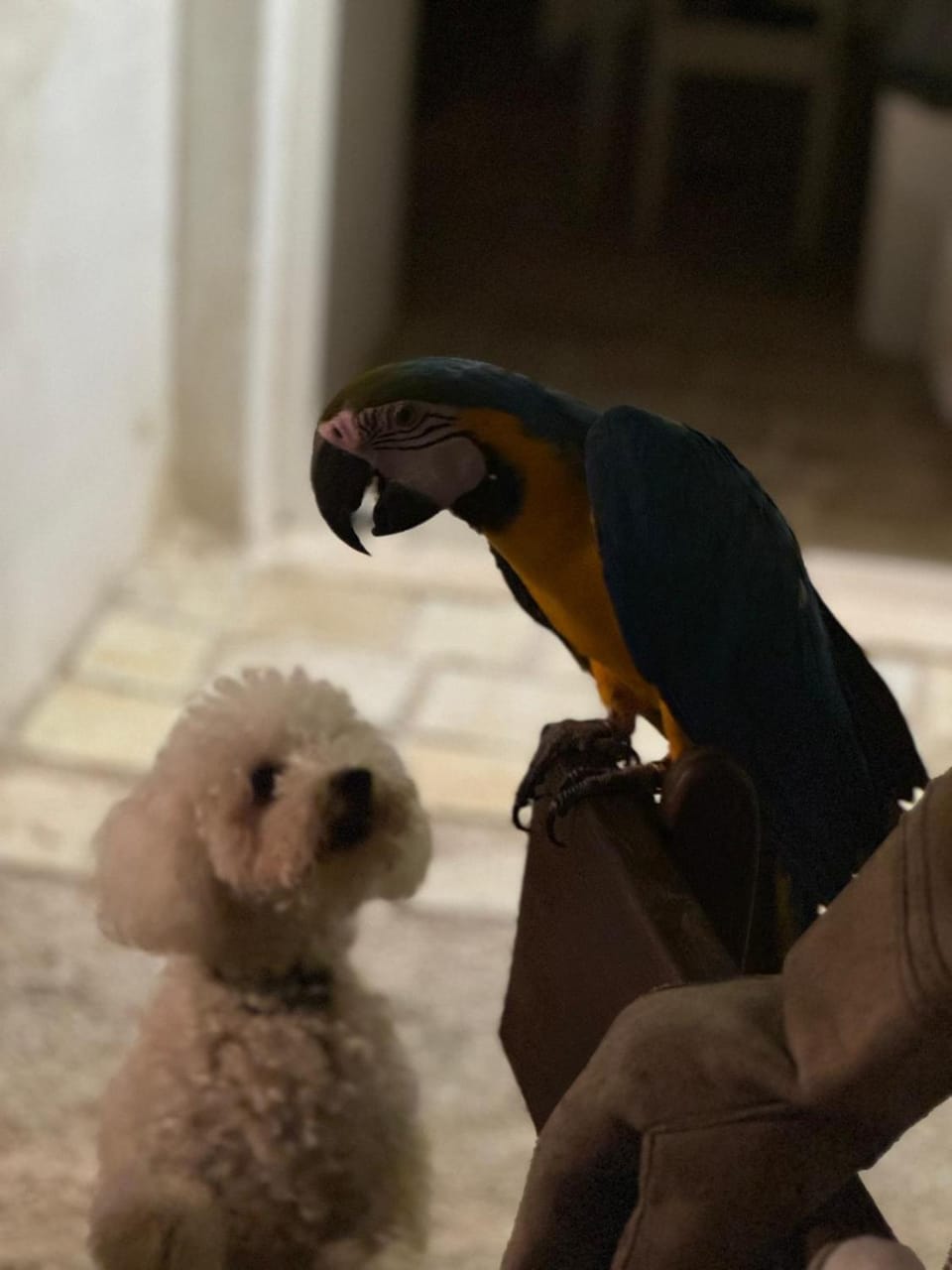 Animals, Pets