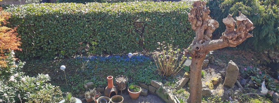 Garden view