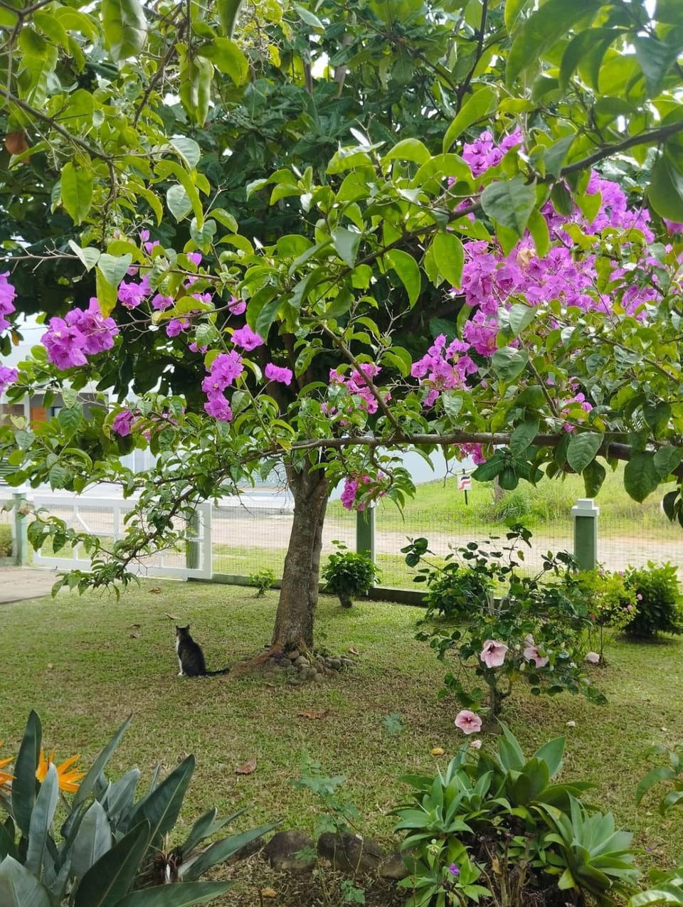 Garden, View (from property/room)