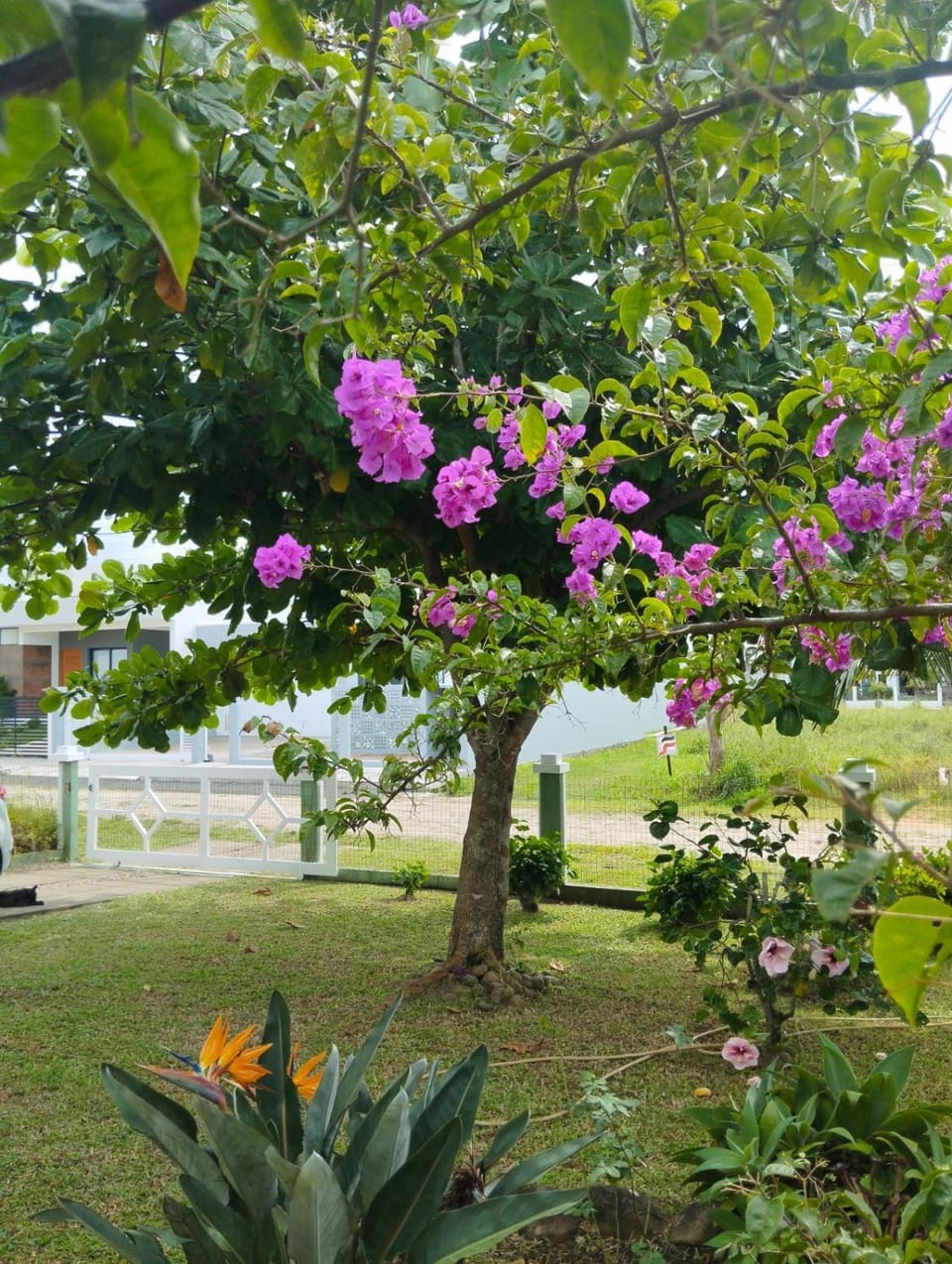 Property building, Spring, Day, Natural landscape, Garden, Garden view