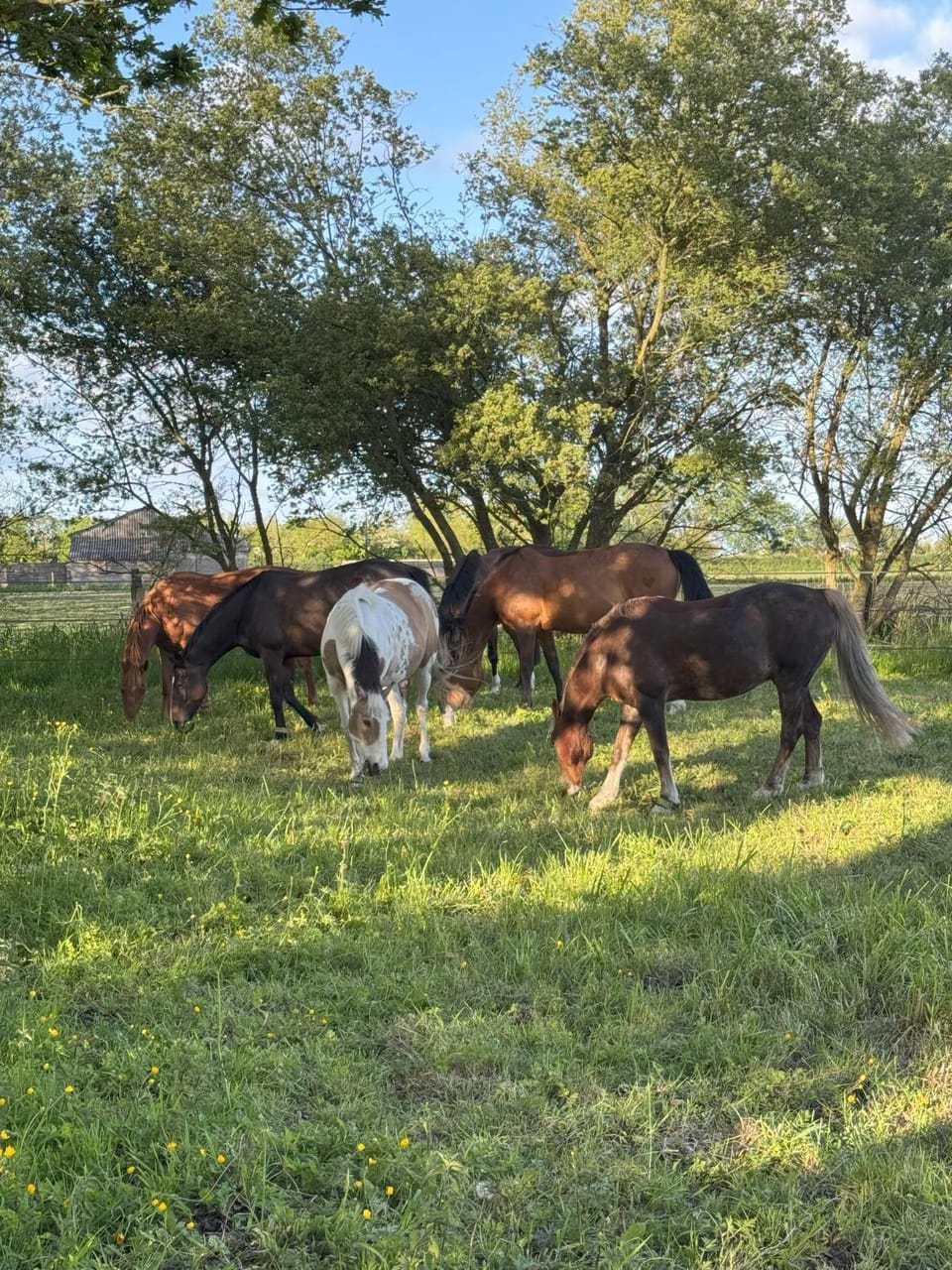 Horse-riding