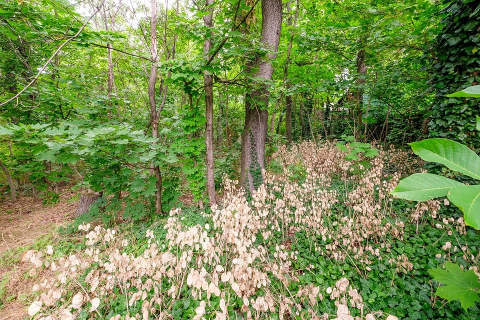Spring, Natural landscape, Garden, Garden view
