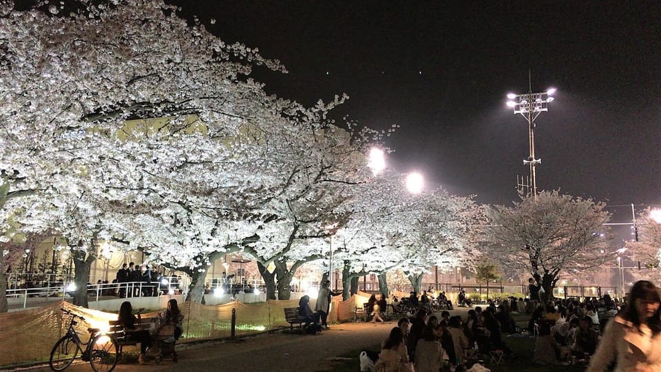 Spring, Night, Natural landscape