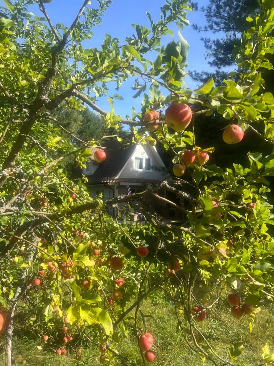 Property building, Garden, Garden view