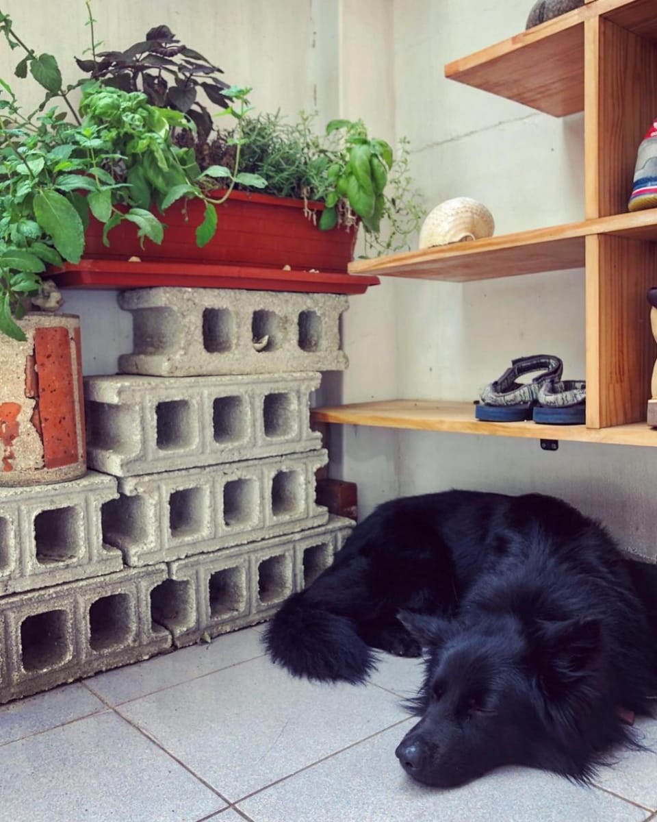 Property building, Pets