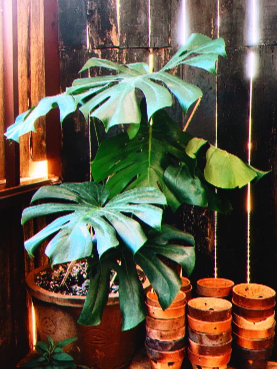 Hiên Cúc Vàng Homestay Hotel in Dalat