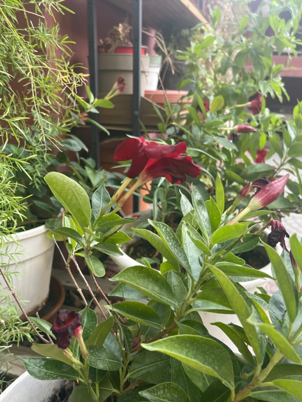 B&B Rainforest Vacation rental in Rome