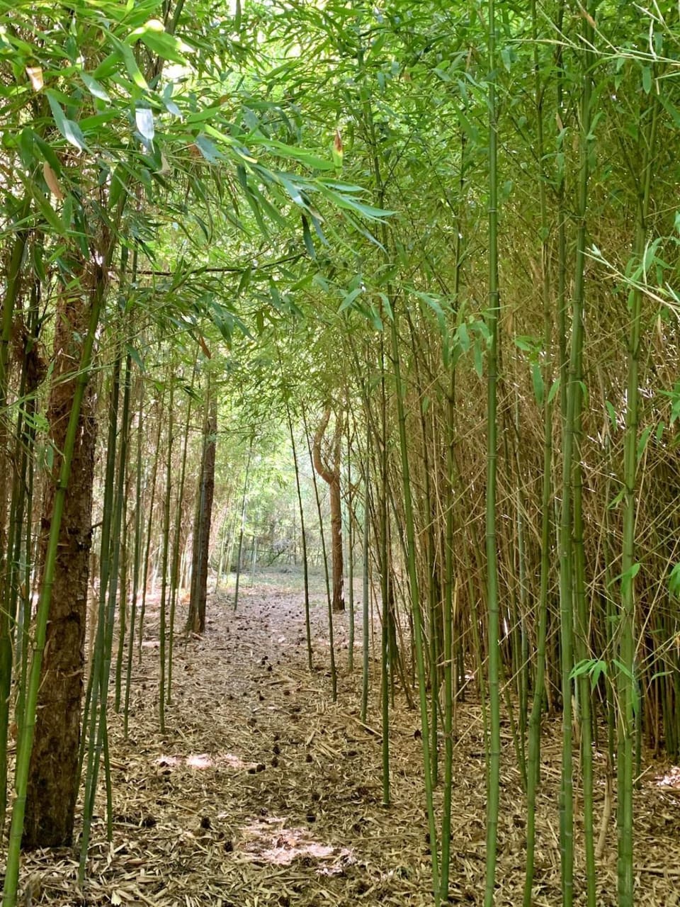Natural landscape, Garden