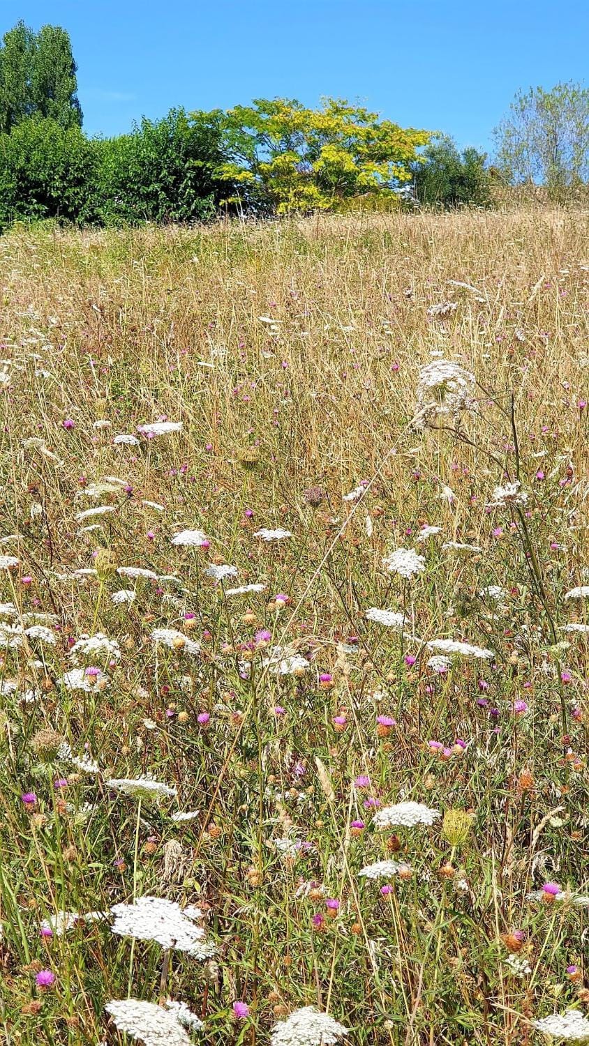 Natural landscape, Garden