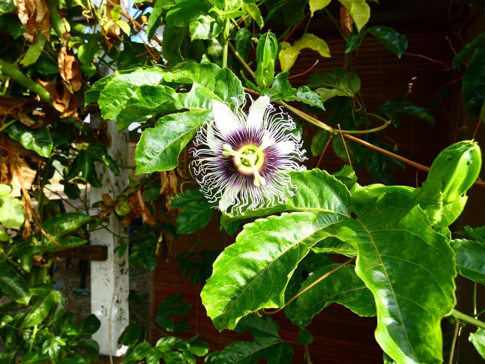 Garden view