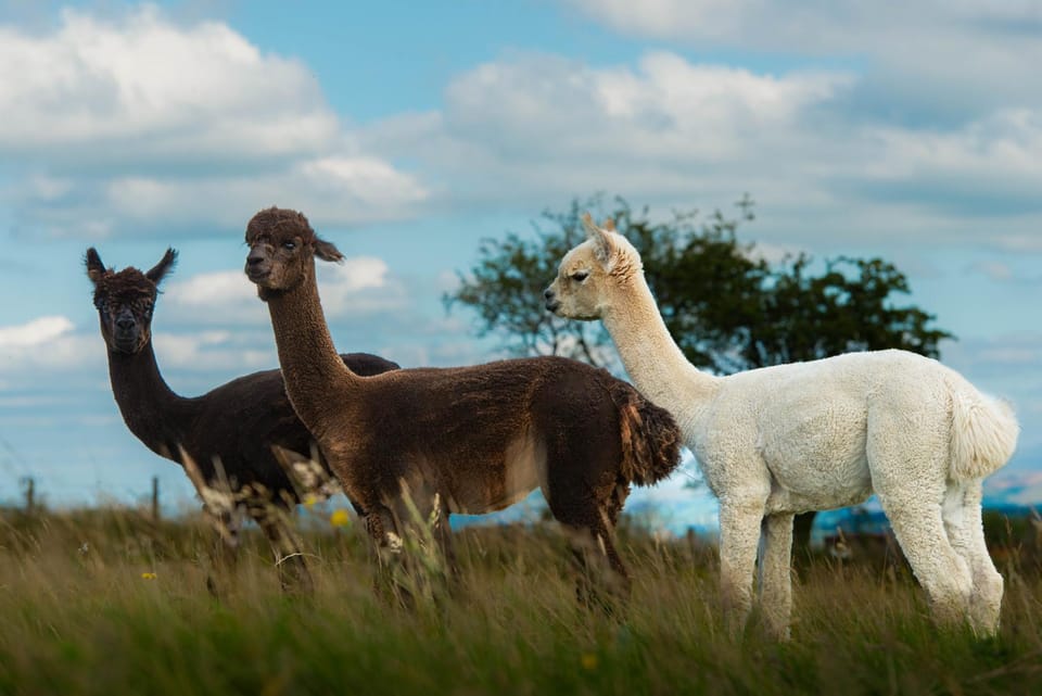Animals