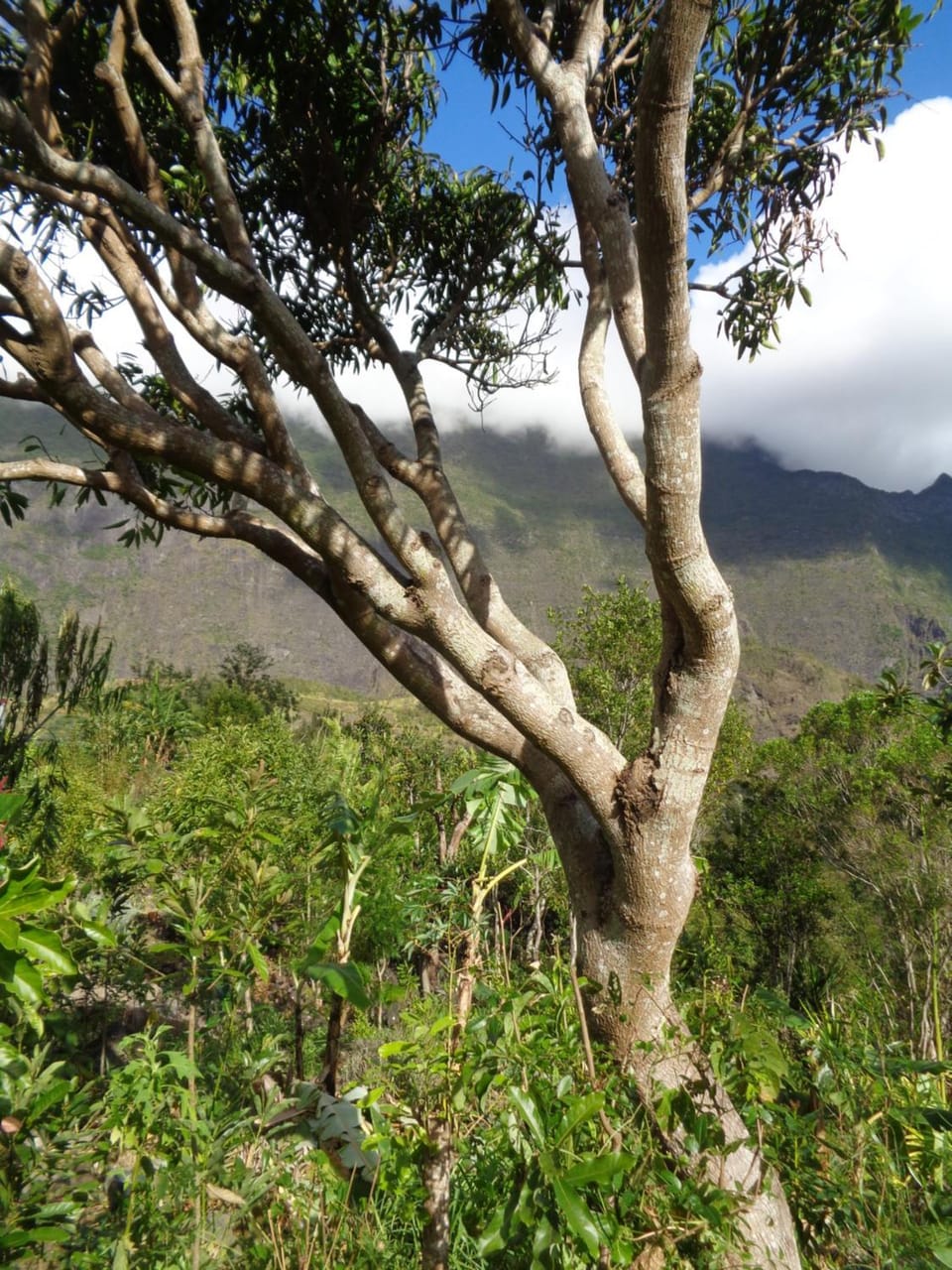 Natural landscape