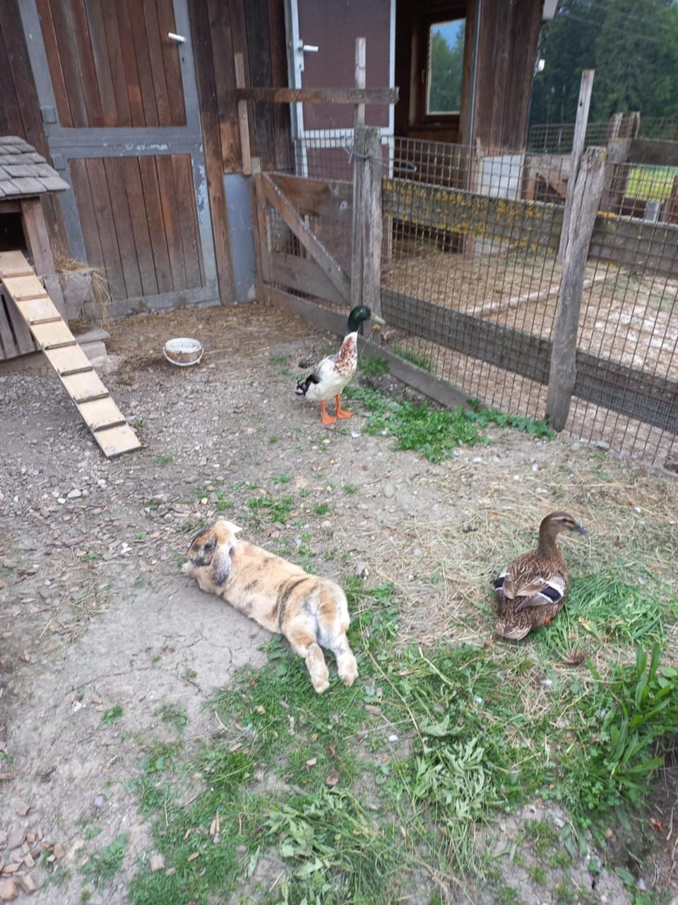 Animals