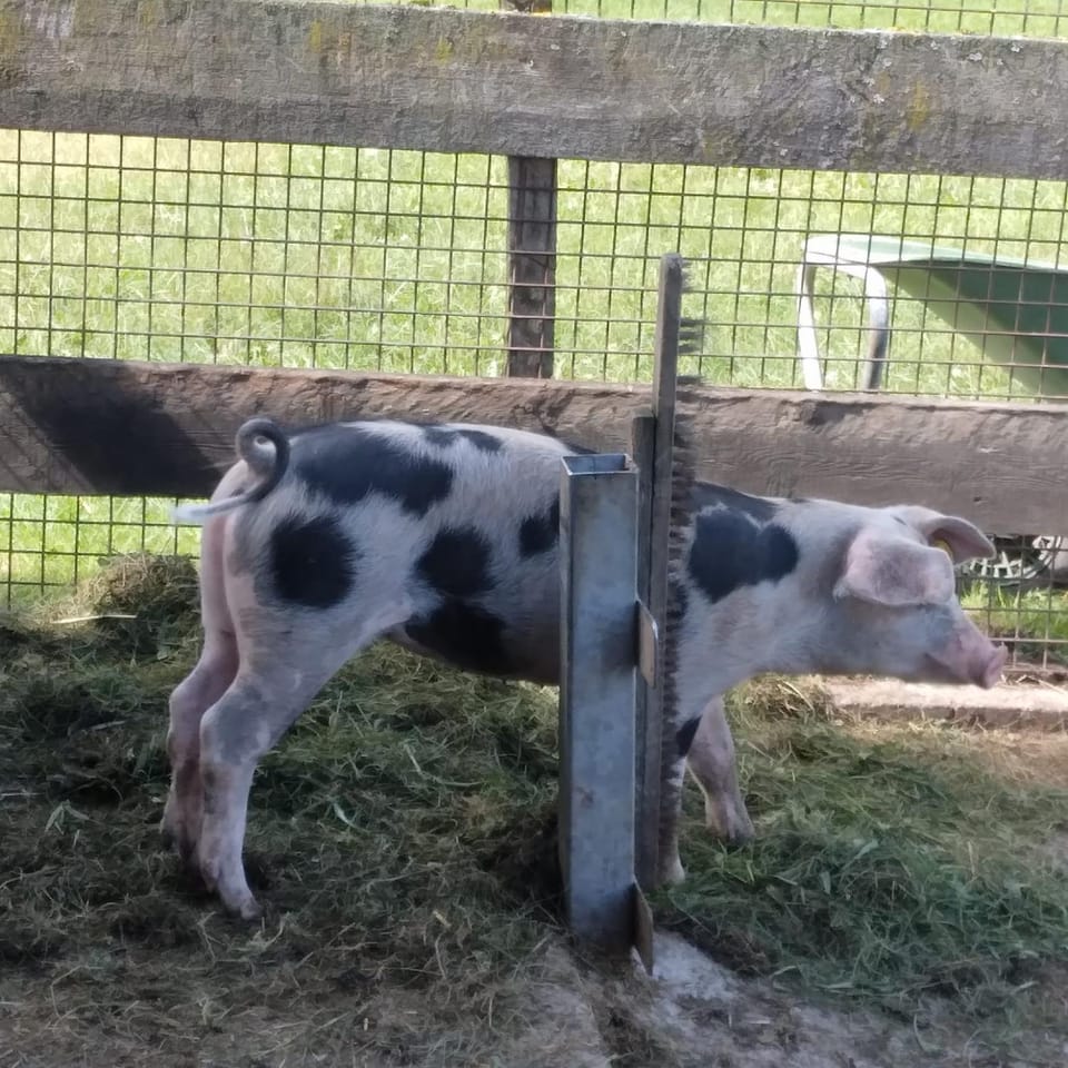 Animals