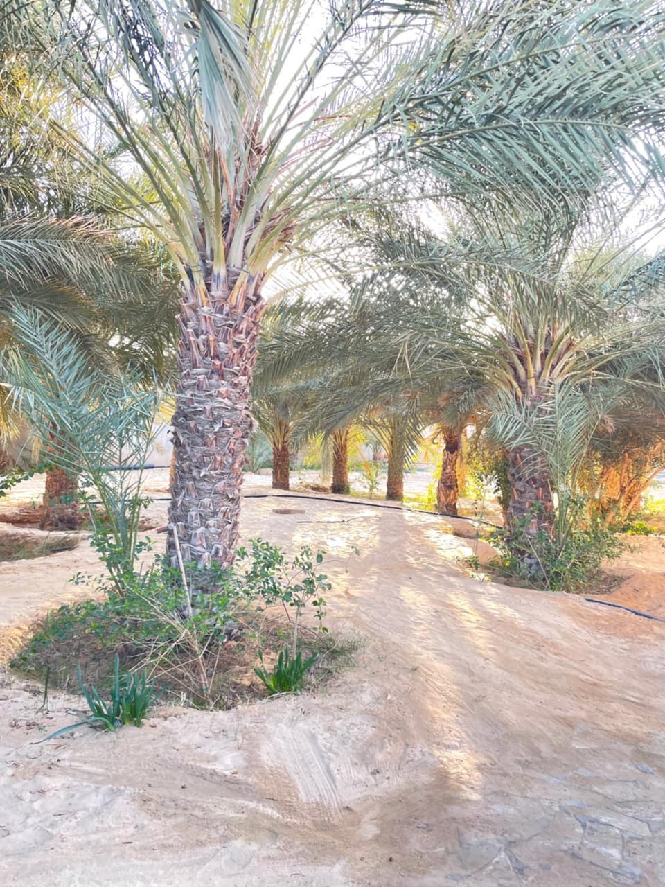Rose de Sable Villa in Tunisia