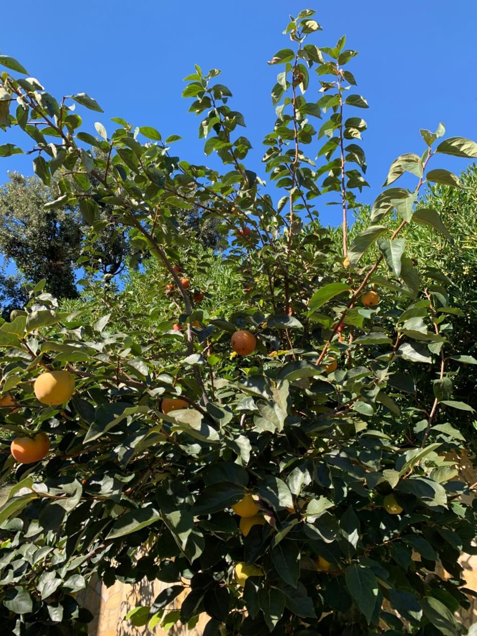 Aurora House in Ulcinj Municipality
