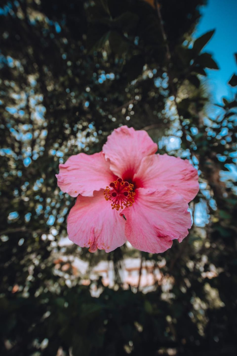 Spring, Garden, Garden view