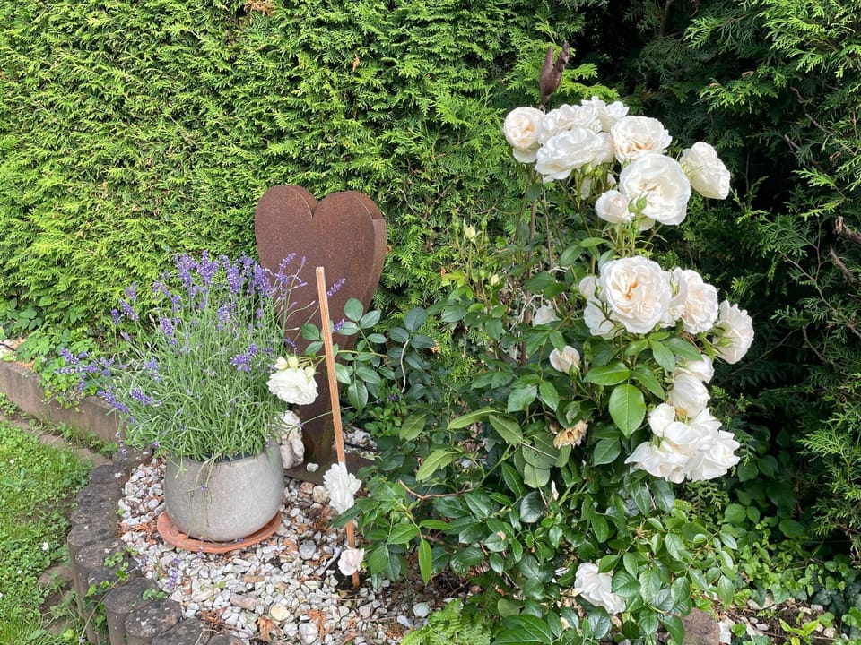 Garden view