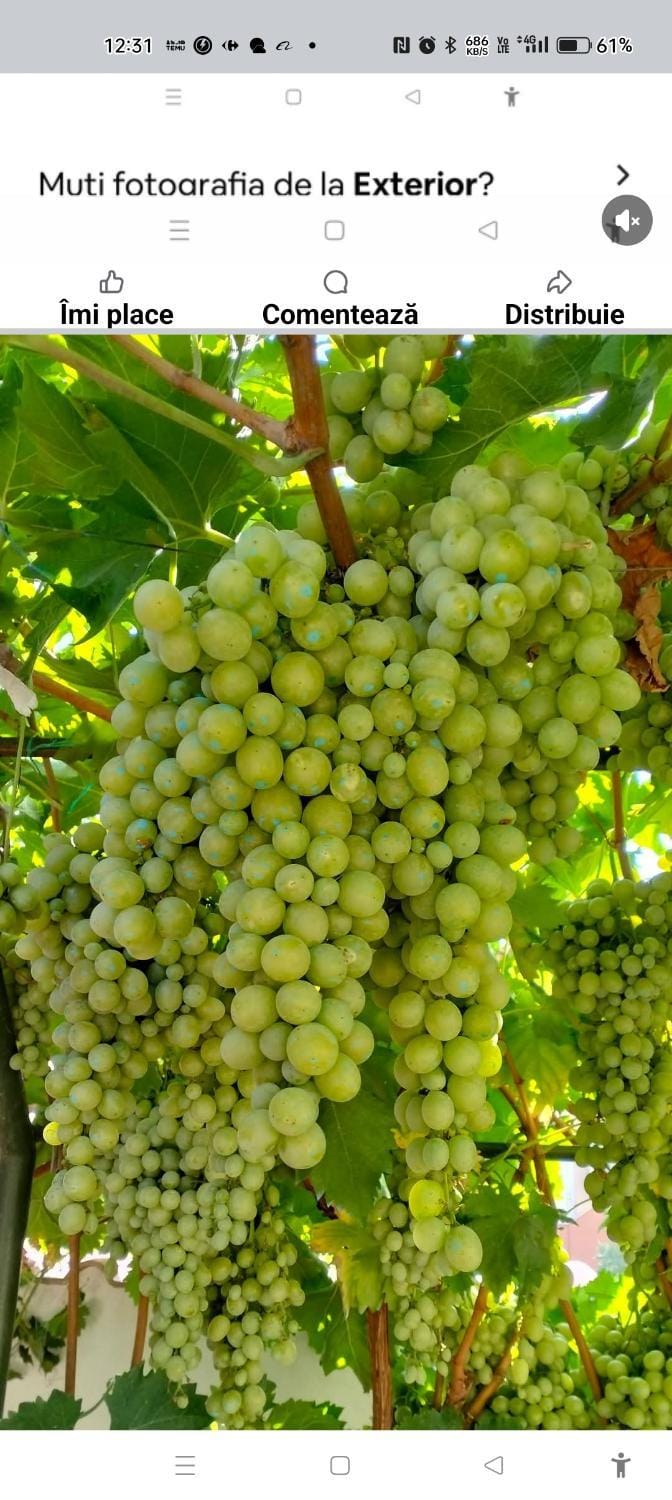 Vila Aurora Bed and Breakfast in Craiova