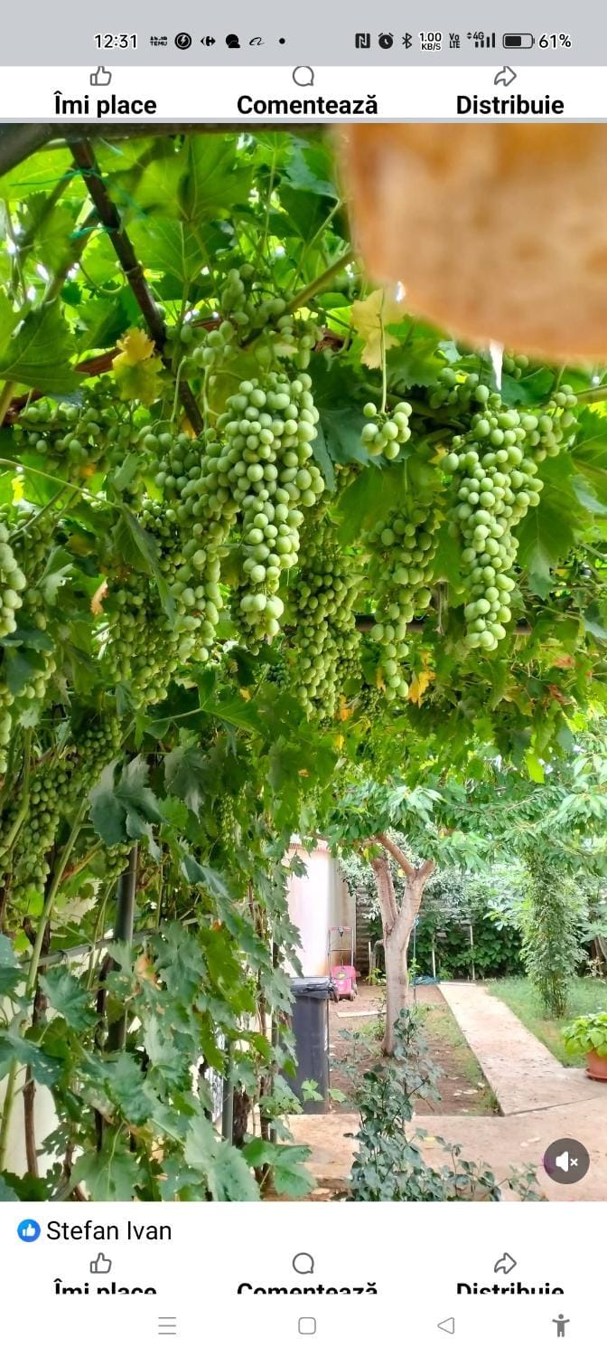 Vila Aurora Bed and Breakfast in Craiova