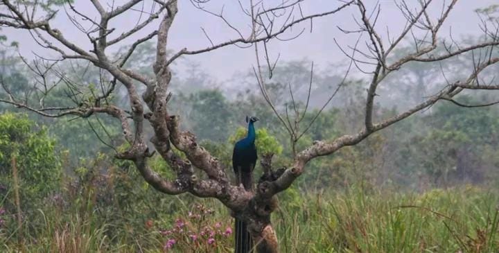 Natural landscape, Animals