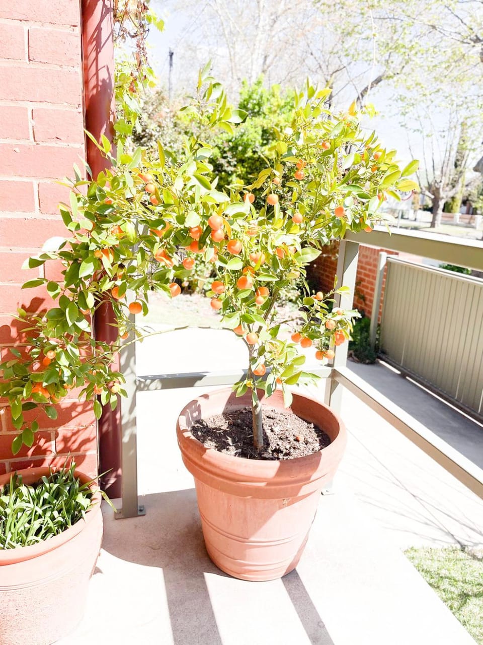 Day, Garden, Garden view