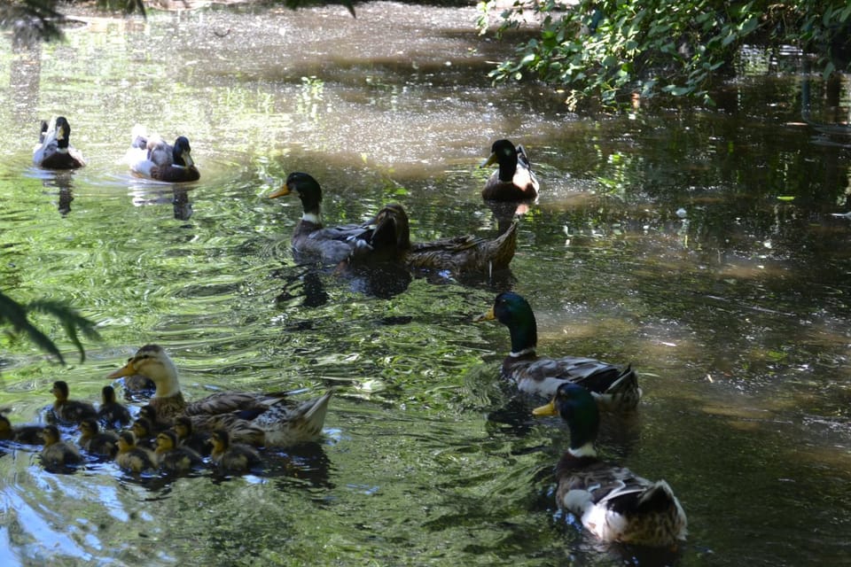 Animals