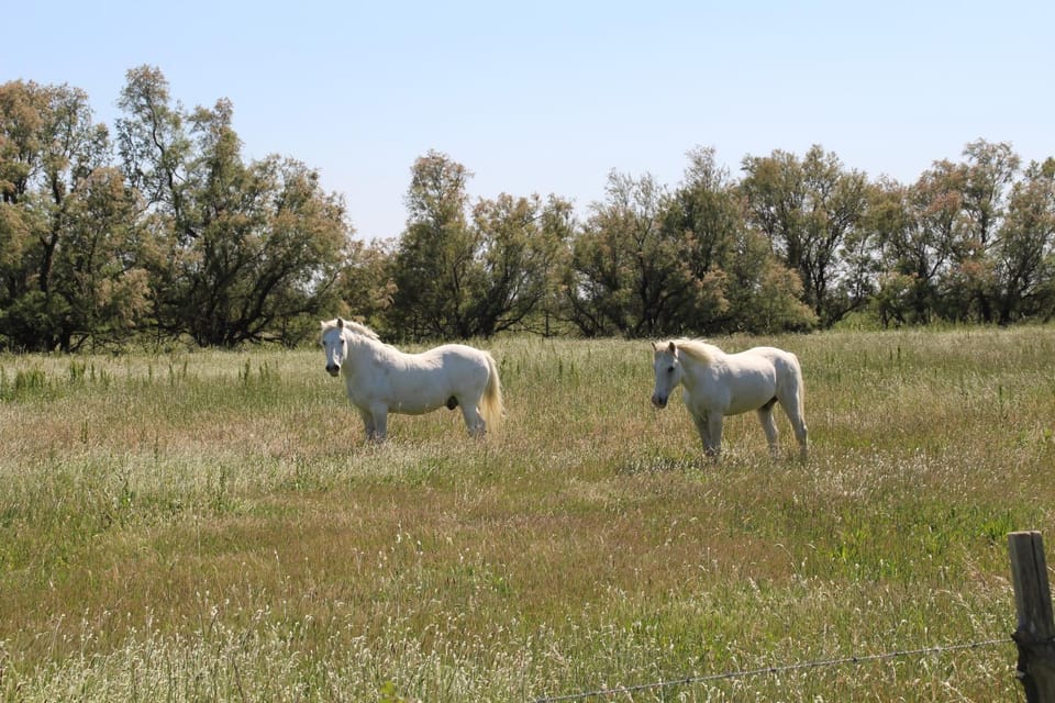 Le Mas d'Isnard Bed and Breakfast in Arles