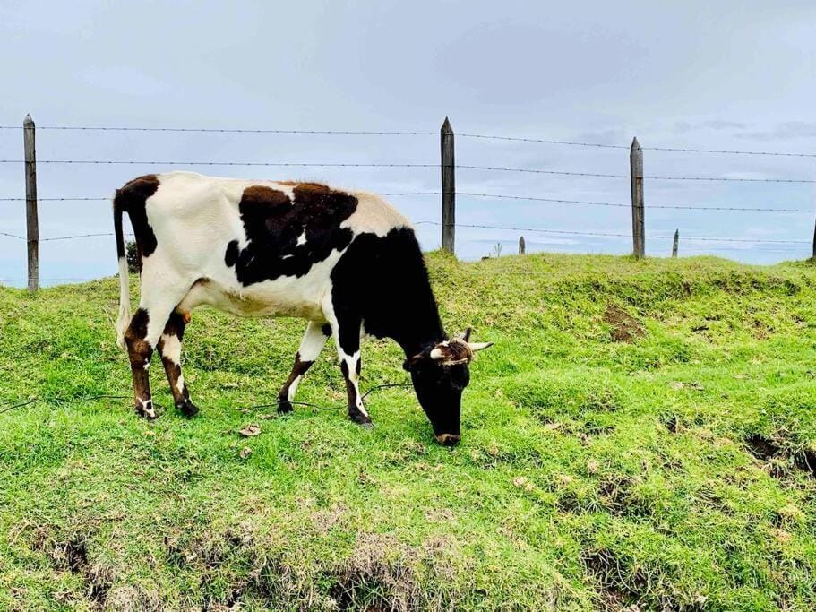 Country house with an incredible view to the city House in Cartago Province, Costa Rica