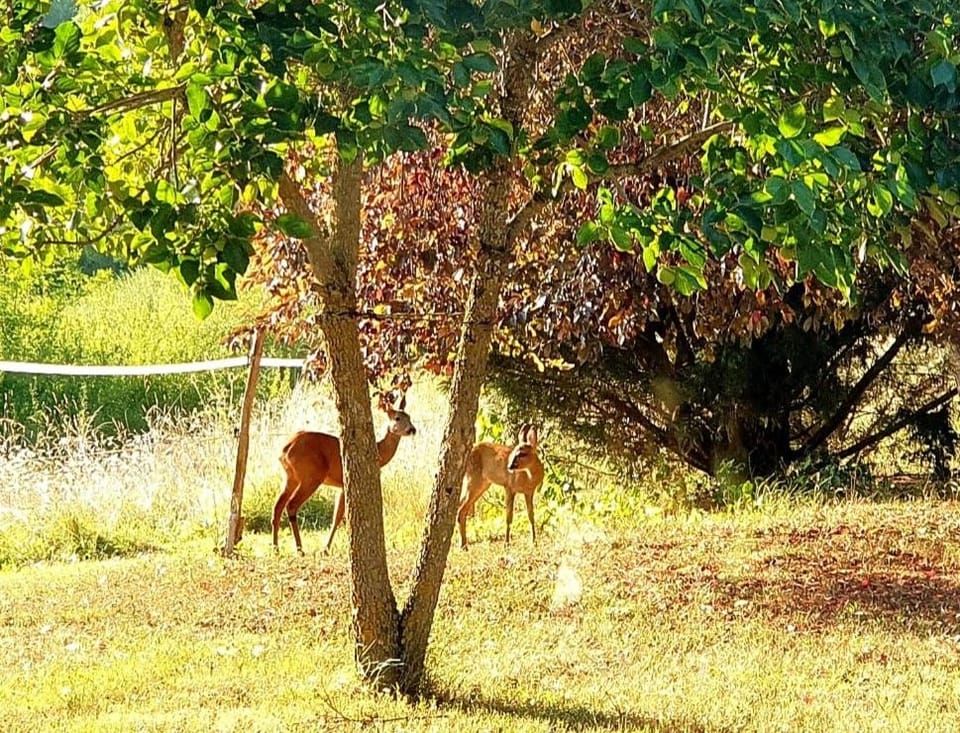 Natural landscape, Garden, Animals