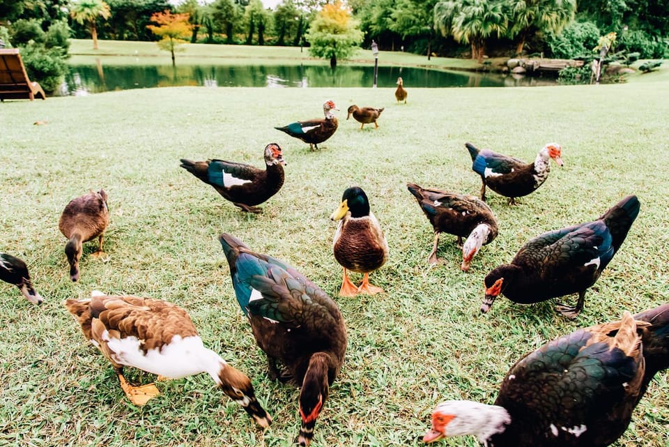 Animals