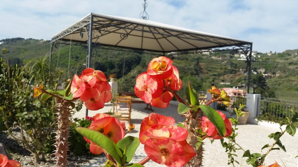 Patio, Garden