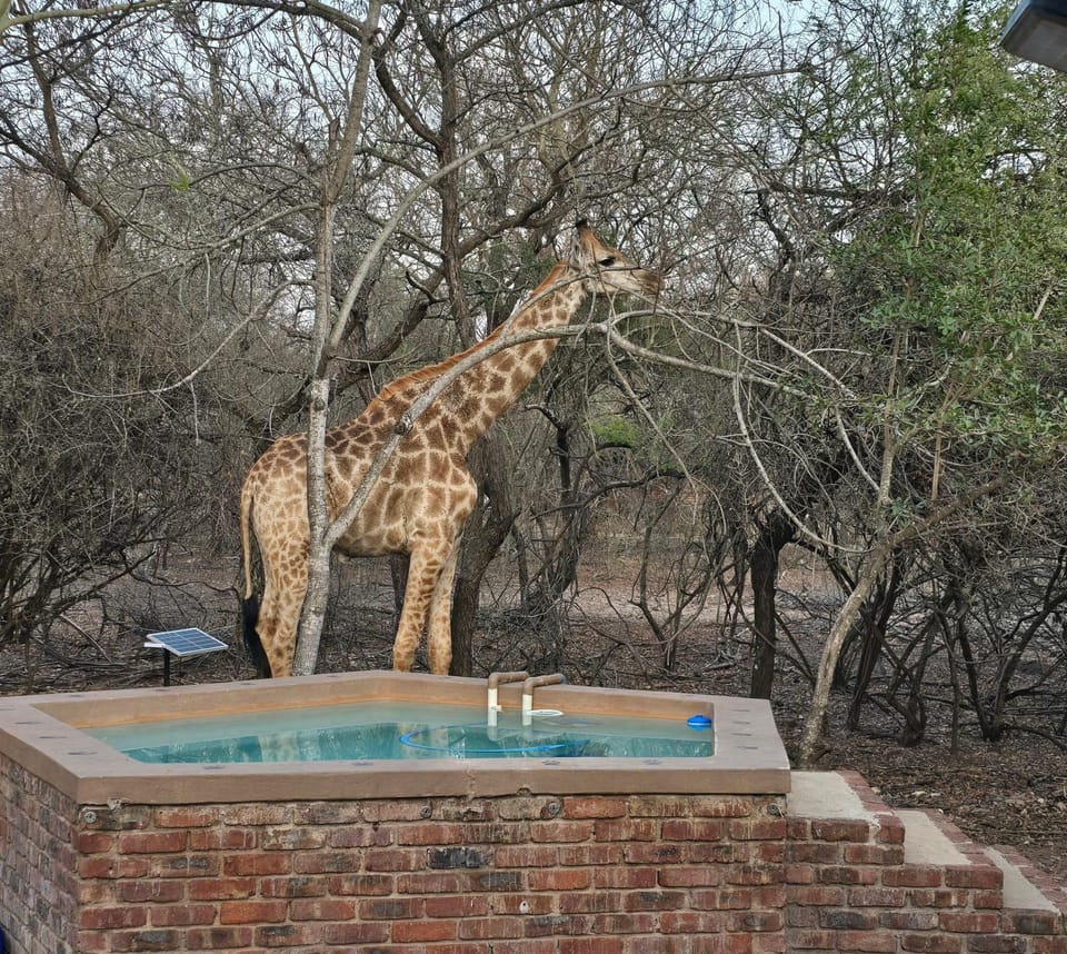 Animals, Pool view, Swimming pool