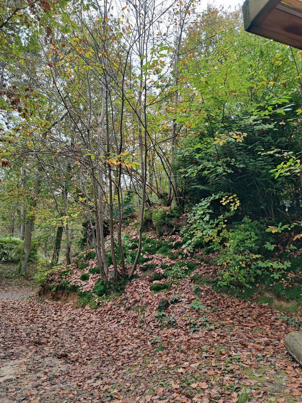 Natural landscape, Garden, Garden view