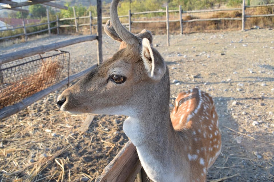 Day, Animals, On site, Area and facilities, Entertainment