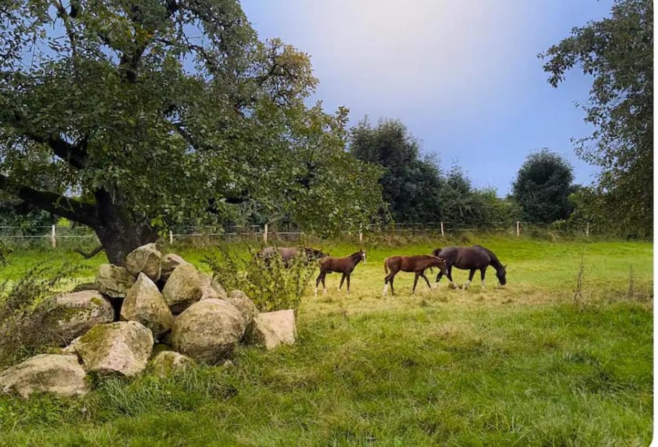 Natural landscape, Animals