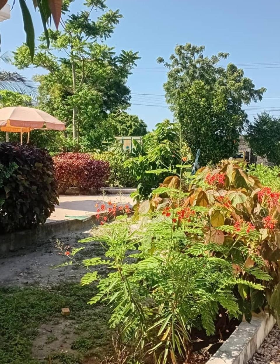 Day, Garden, Garden view